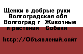 Щенки в добрые руки  - Волгоградская обл., Волгоград г. Животные и растения » Собаки   